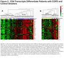 CD4+ T-Cell Profiles and Peripheral Blood Ex-Vivo Responses to T-Cell Directed Stimulation Delineate COPD Phenotypes