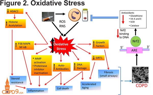 Pathophysiology Of Emphysema Journal Of Copd Foundation