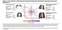 Deep Learning Integration of Chest Computed Tomography Imaging and Gene Expression Identifies Novel Aspects of COPD