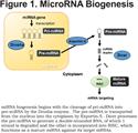 MicroRNAs as Therapeutic Targets in Lung Disease: Prospects and Challenges